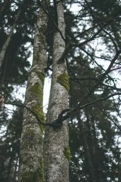 Closeup of a tree covered with moss. Blurred green fir trees on the background Stock Photos