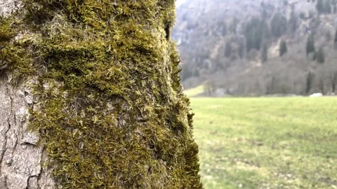 Closeup tree covered with moss, moving camera away to show spring mountains in Stock Footage 306287585