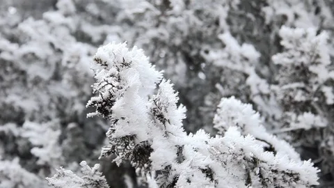 Closeup of a tree covered with snow on a cold winter day. Stock Footage 122706989