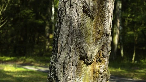 Closeup of a tree in the forest - resin, amber collection Video stock 94358184