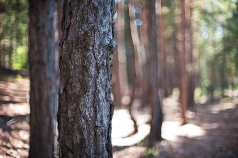 Closeup tree in the forest with sun rays Stock Photos