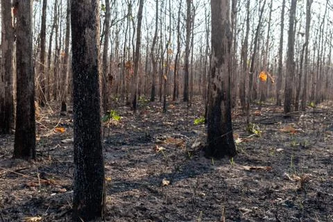 Closeup the tree in forrest after fire burn Foto stock