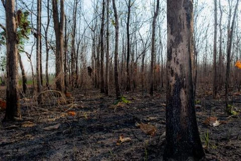 Closeup the tree in forrest after fire burn Stock Photos