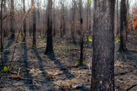 Closeup the tree in forrest after fire burn Foto stock
