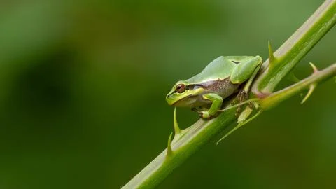 Closeup tree frog Stock Photos