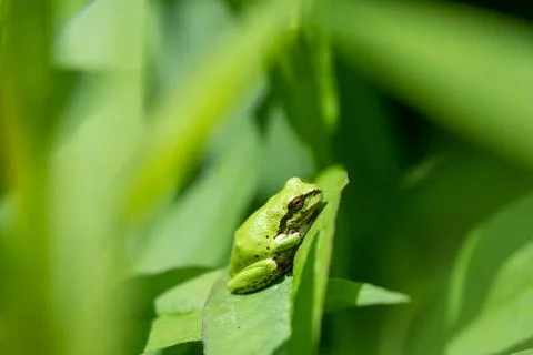 A closeup of a tree frog resting on the leaf. Stock Photos