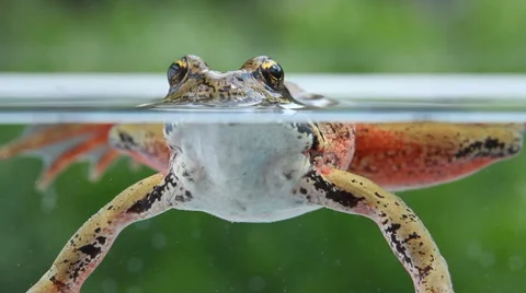 Closeup of tree frog underwater Stock Footage 62282262