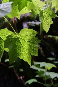 Closeup tree leaf with direct sunlight and water drop on it Stock Photos