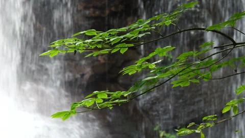 Closeup of tree leaves blowing in front of a waterfall Stock Footage 243780319