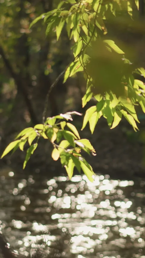 Closeup Tree Leaves Over Flowing Water With Shimmering Light In Peaceful Forest Stock Footage 323633769