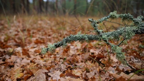 Closeup tree with lichen and moss in a wet forest 스톡 동영상 119319840
