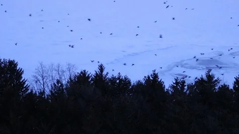 Closeup of tree line with Black crows flying bye in real time Vídeos de archivo 126556668