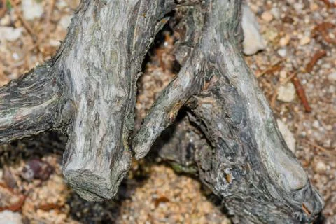 Closeup of tree root laying on ground Stock Photos