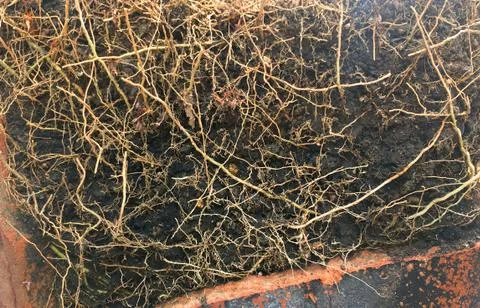 Closeup Tree with roots Background Stock Photos