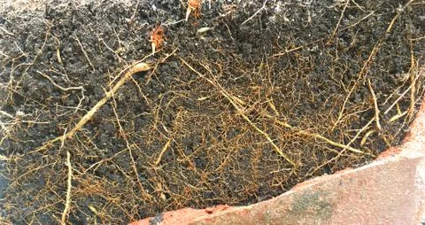 Closeup Tree with roots Background Foto stock