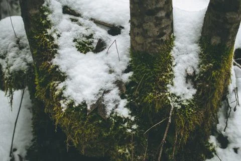 Closeup of a tree roots covered with moth. Cold winter soil covered with snow Stock Photos