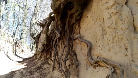 Closeup of tree roots in magical  Roots Gorge in Kazimierz Dolny, Poland 4K Stock Footage 107466515