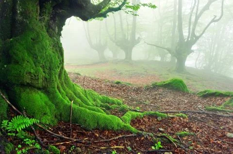Closeup of tree roots with moss on forest Stock Photos
