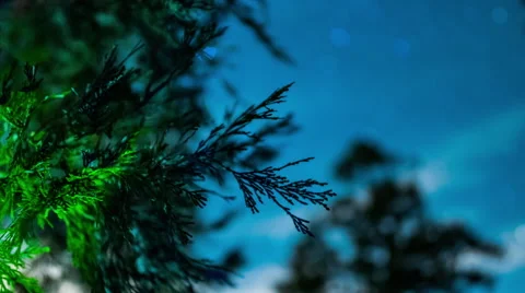 Closeup tree to stars at night with clouds blowing past Rack focus time-lapse Video stock 60692923
