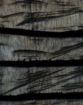 A closeup of tree structures in jena at summer Stock Photos