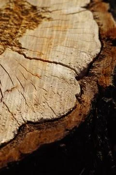 Closeup tree stump with bark in cracks. Фото