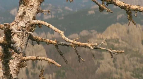 Closeup on Tree at summit and 2 Stock Footage 11795120