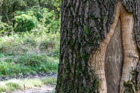 Closeup of tree trunk against spring forest background Stock Photos