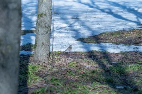Closeup tree trunk and melting snow patches capturing early spring thaw and u 스톡 사진