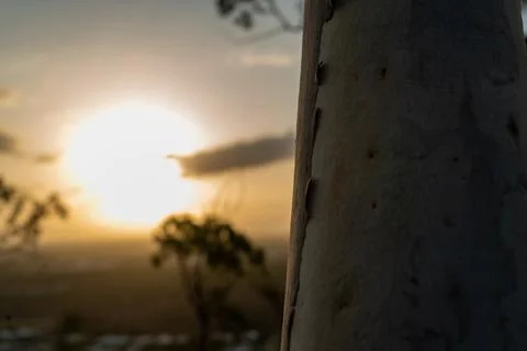 Closeup of a tree trunk with a beautiful sunset behind it Foto stock