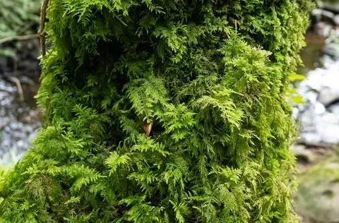 A closeup of a tree trunk covered in vibrant green moss Stock Photos