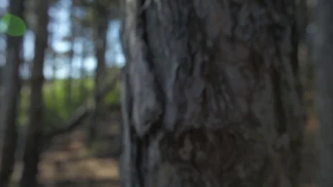 Closeup of Tree Trunk in Forest with Sunlight Stock Footage 77774522