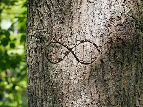Closeup of a tree trunk with the infinity symbol carved into the bark. Stock Photos
