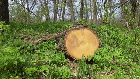 Closeup tree trunk lie on green forest glade Video stock 239745243