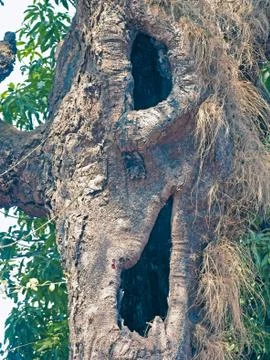 Closeup of tree trunk Stock Photos