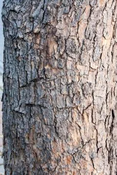 A Closeup to Tree Trunk Stock Photos