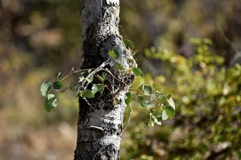Closeup of tree trunk Stock Photos