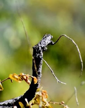 Closeup of Tree Trunk Stock Photos