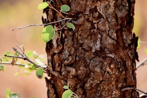 Closeup of Tree Trunk Stock Photos