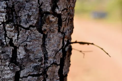 Closeup of Tree Trunk Stock Photos