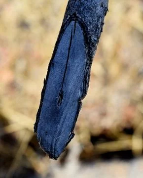 Closeup of Tree Trunk Stock Photos