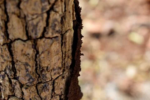 Closeup of Tree Trunk Stock Photos