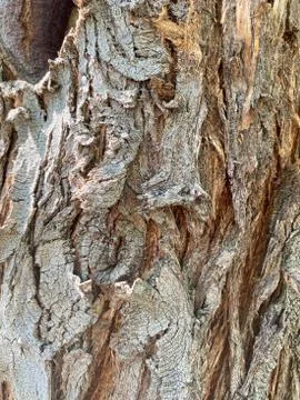 Closeup of tree trunk Stock Photos