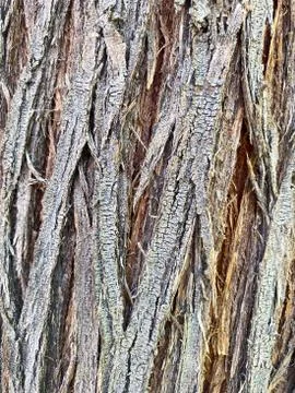 Closeup of tree trunk Stock Photos