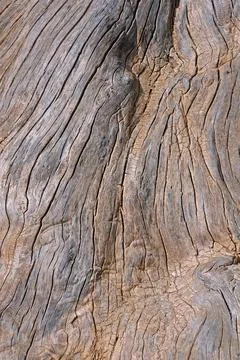 Closeup tree trunk Stock Photos