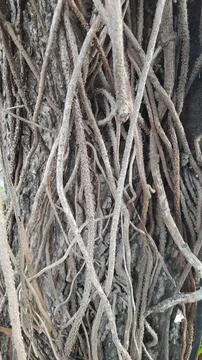 Closeup of tree trunk with tangled aerial roots. Natural background Stockfoto's