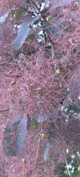 A closeup of  tree vegetation Stock Photos