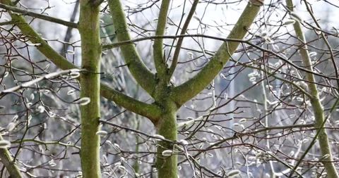 Closeup of tree in winter, branches swaying in the wind Stock Footage 148442172