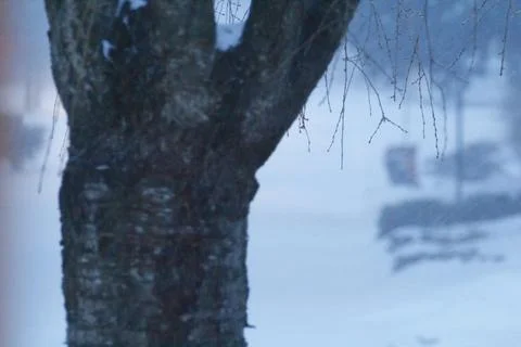 Closeup of a tree in a winter storm Stock Photos