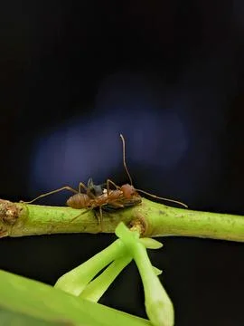 Closeup Treehopper and insect Stock Photos