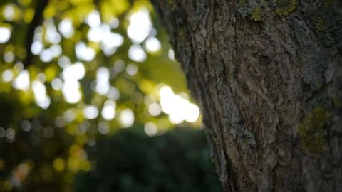 A  closeup of a tree's bark Foto stock
